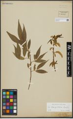 Foto von Salix alba subsp. vitellina (L.) Arcang. x Salix fragilis L.